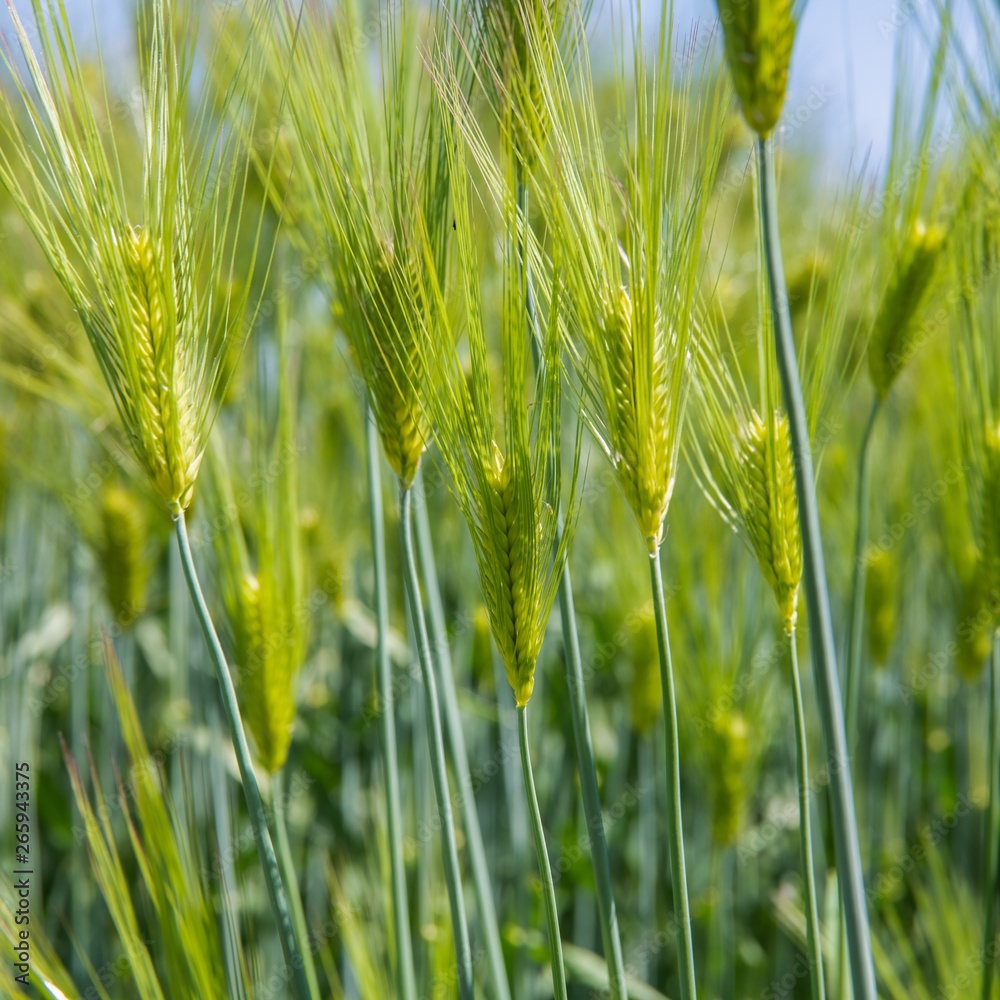 Obraz premium 大麦若葉