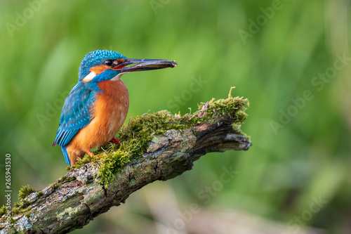 Kingfisher holding little fish in beak with green background