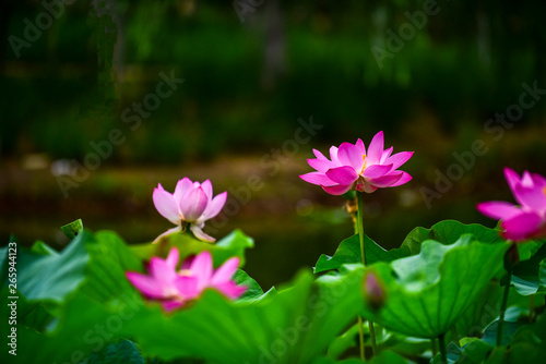 In the context of virtual reality  the lotus blossoms in summer