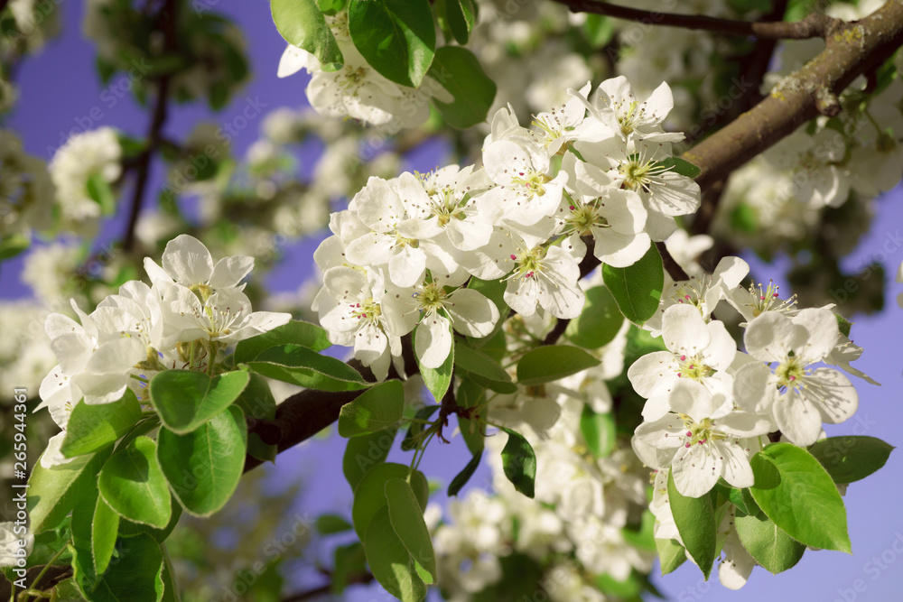 Pear flowers in a sunny spring morning Pear flowers in a sunny spring morning