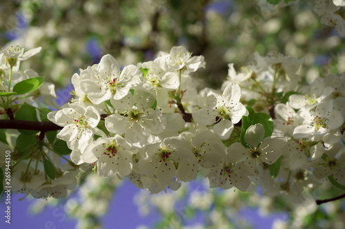 Pear flowers in a sunny spring morning