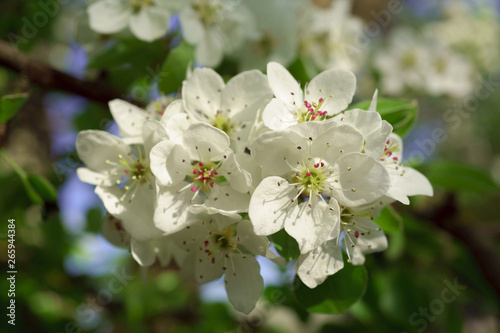 Pear flowers in a sunny spring morning