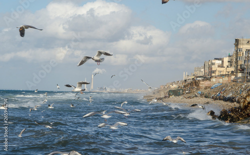 Seagulls fly over the Mediterranean Sea , along the coast off the Shati Gaza Strip.