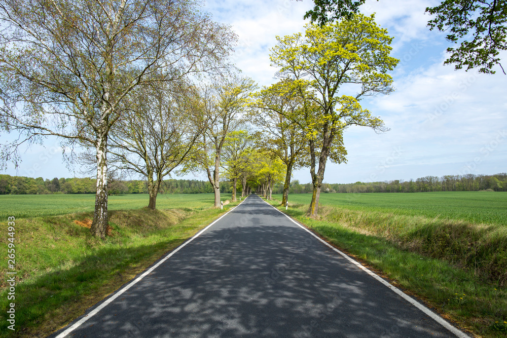Fototapeta premium country road on a sunny day