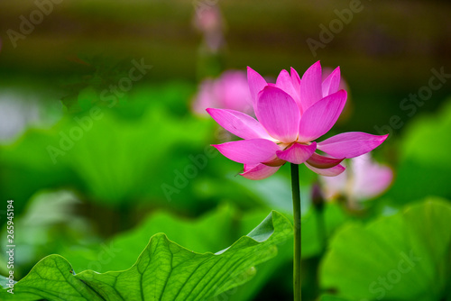 In the context of virtual reality  the lotus blossoms in summer