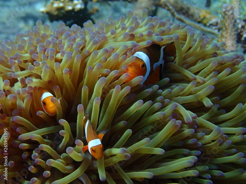 clownfish found at sea anemones at coral reef area at Tioman island  Malaysia