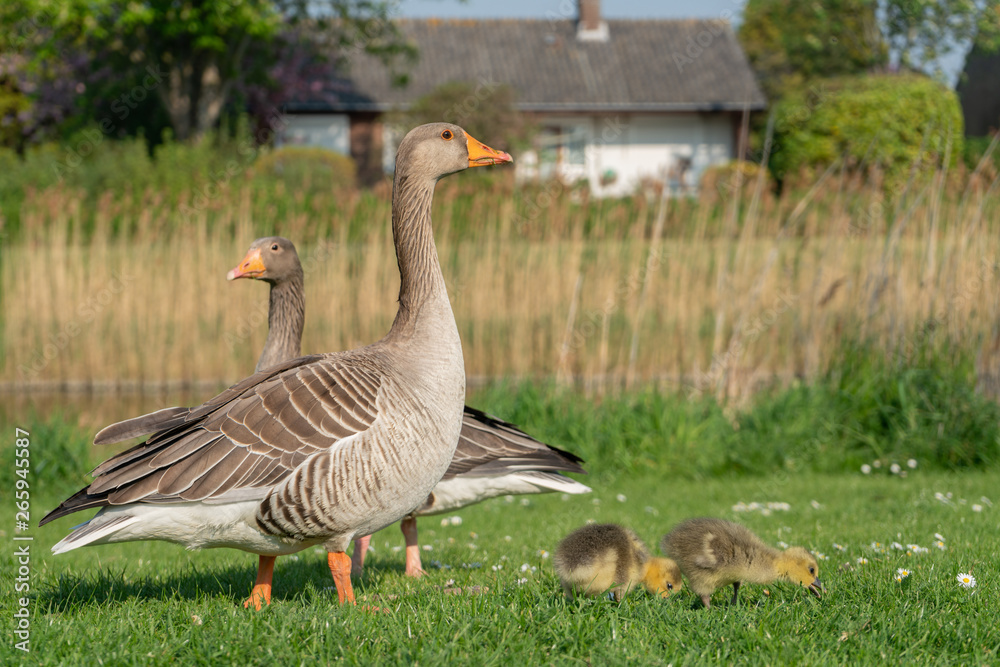 Goose family eating grass in the sun Goose family eating grass in the sun