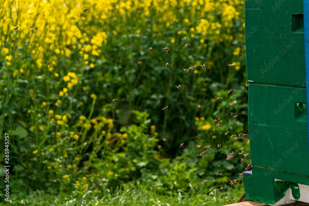 Mehrere Bienenvölker an einem Rapsfeld in der Nähe von Strande sind fleßig bei der Arbeit. Sie bestäuben fleißig die gelben Rapsblüten und bringen den Nektar in den Binenkorb um Honig zu erzeugen Mehrere Bienenvölker an einem Rapsfeld in der Nähe von Strande sind fleßig bei der Arbeit. Sie bestäuben fleißig die gelben Rapsblüten und bringen den Nektar in den Binenkorb um Honig zu erzeugen