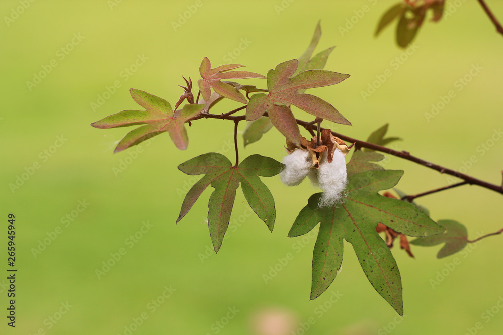 white seed cotton plant (Gossypium arboreum)