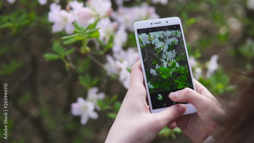 Female hand takes pictures of white flowers with mobile smart phone, slow motion