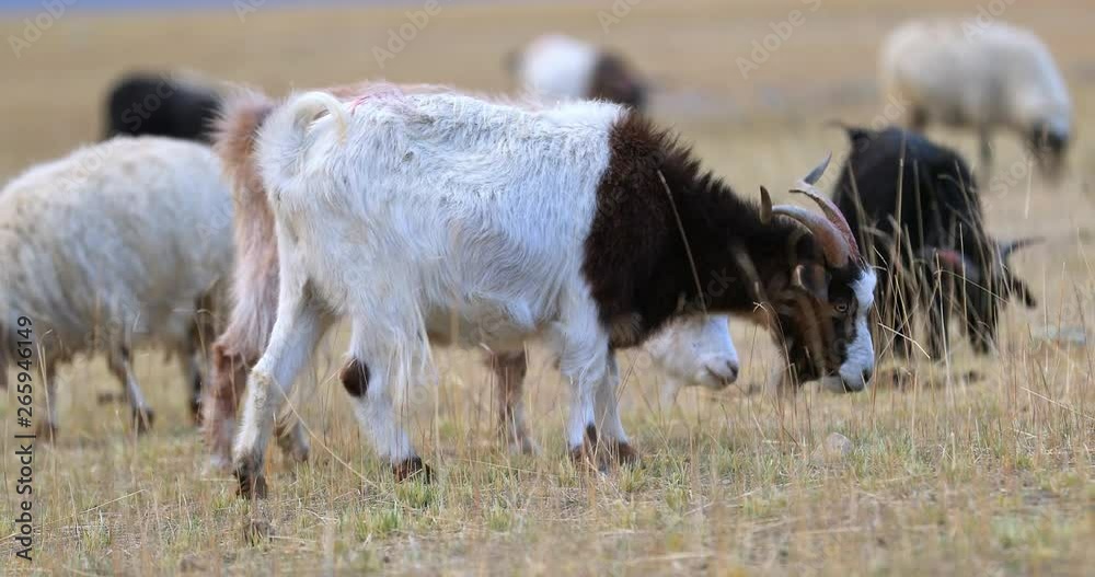 Pashmina goats graze on outdoor pasture in Kashmir Pashmina goats graze on outdoor pasture in Kashmir