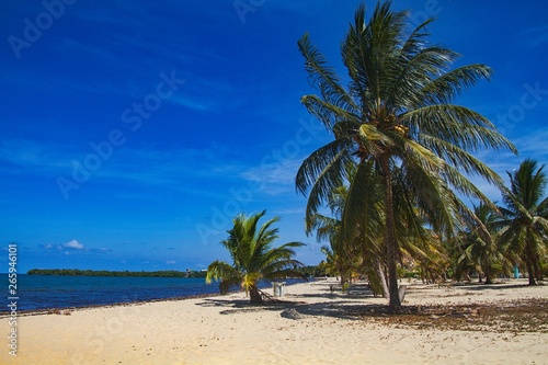 Beautiful beach with palms in Placencia  Belize  Central America