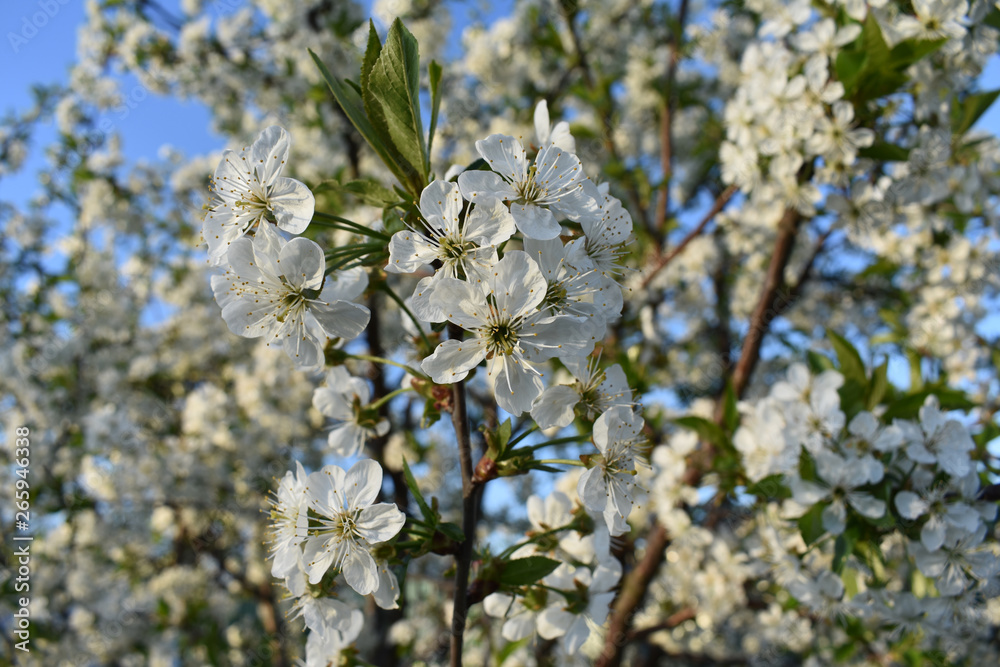 Flower background of white flowers. Flower background of white flowers.