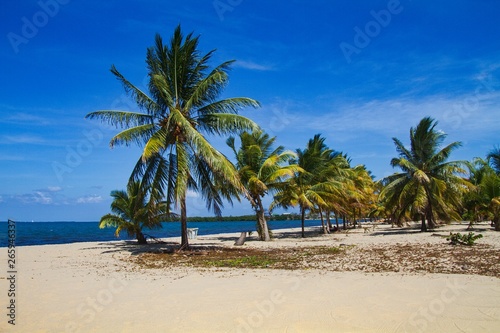 Beautiful beach with palms in Placencia, Belize, Central America
