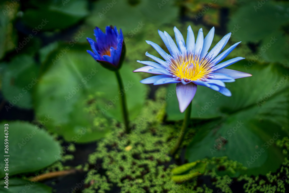Beautiful water lily or lotus flower with green leaf in pond. Nature background. Lotus flower in the natural conditions of the reservoir. Beautiful water lily or lotus flower with green leaf in pond. Nature background. Lotus flower in the natural conditions of the reservoir.