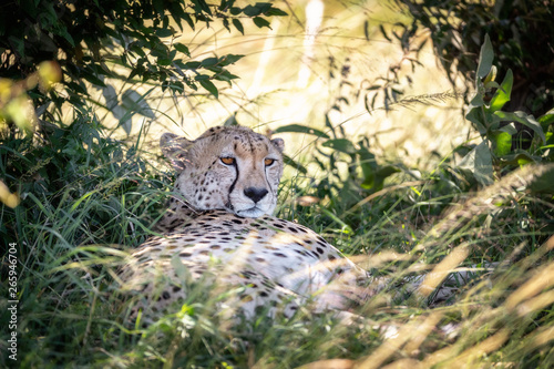 dult cheetah takes shade in the Masai Mara