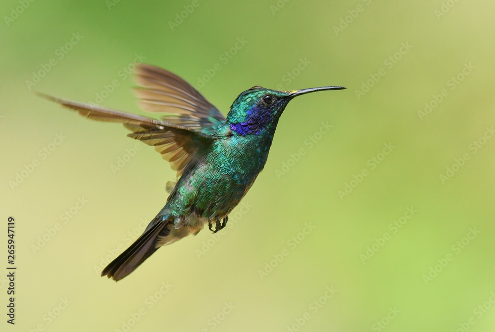 ミドリハチドリの飛翔 Stock 写真 Adobe Stock