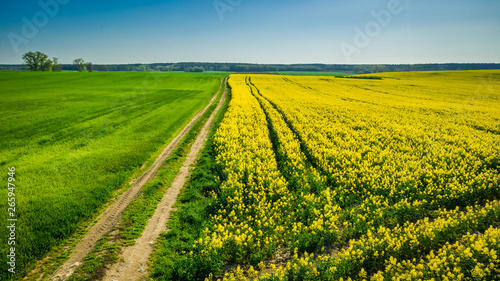 Aerial view of green and yellow rape fields