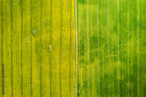 Yellow and green rape fields in the spring, aerial view