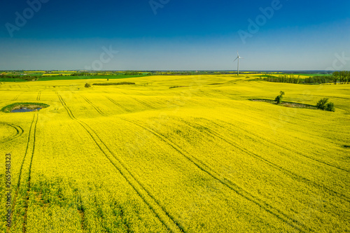 Yellow and green rape fields in sunny day, aerial view