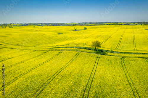 Flying above green and yellow rape fields in the spring © shaiith