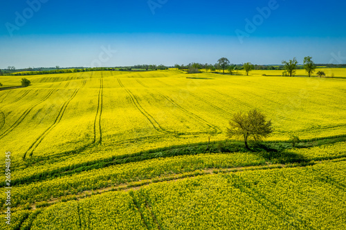 Flying above green and yellow rape fields in the countryside