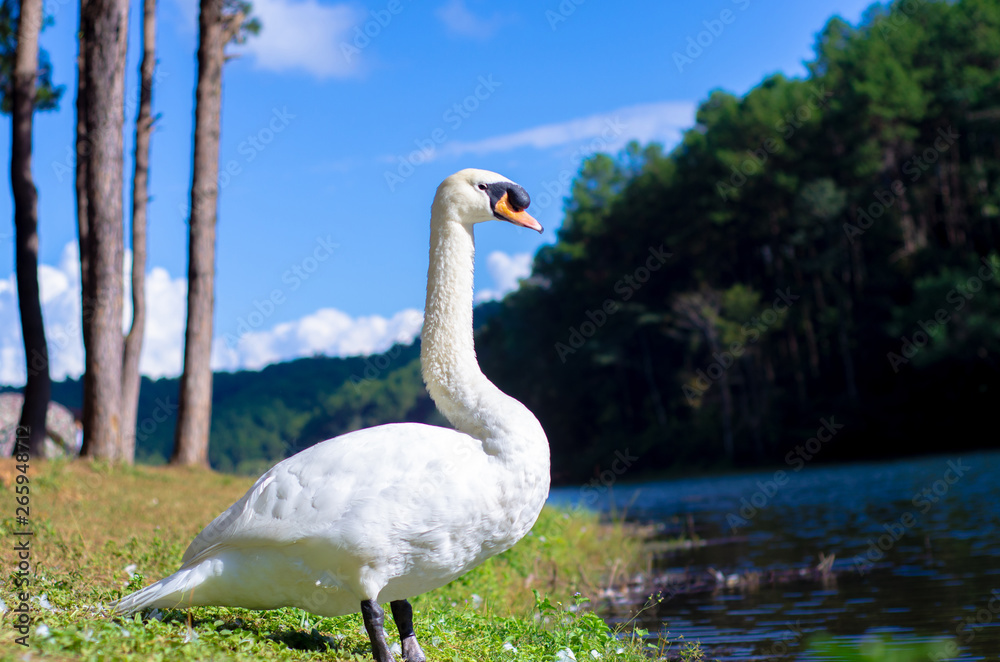 Obraz premium The big bird has white hair.