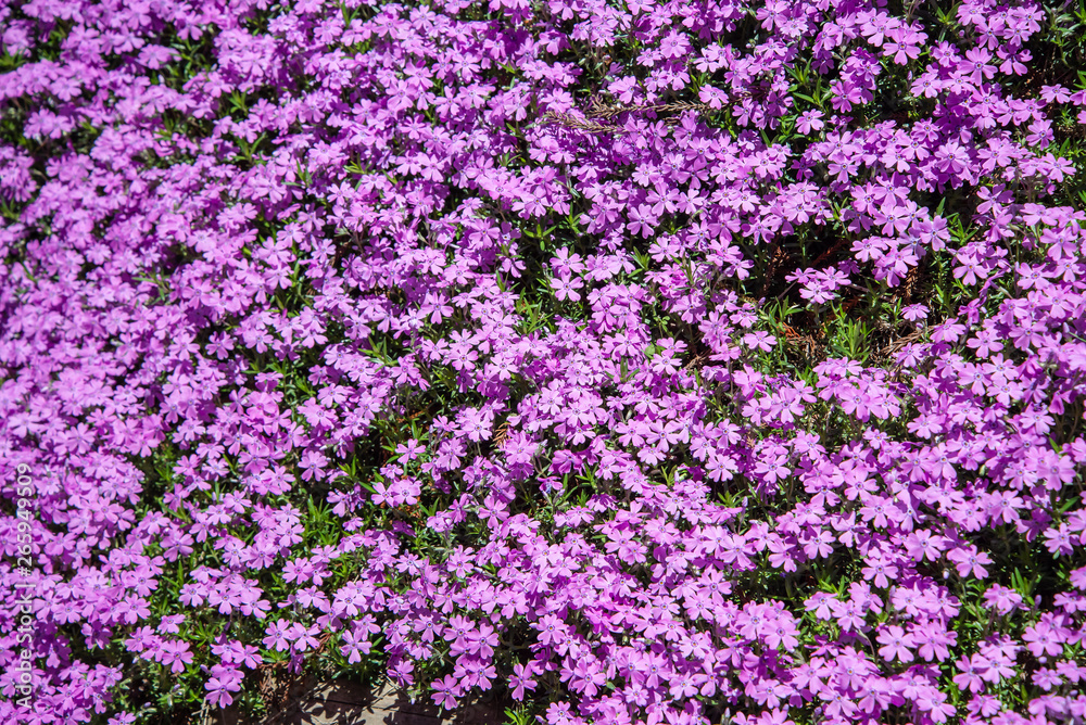 芝桜 芝桜