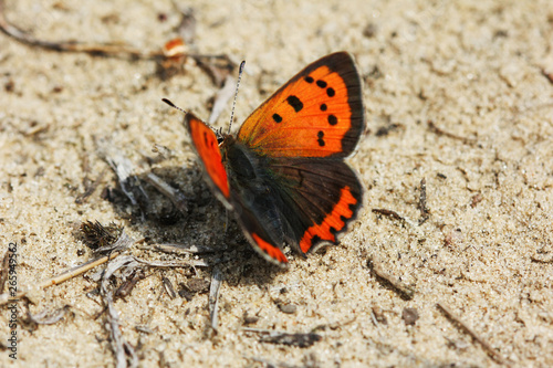 Orange butterfly on sand, macro photo