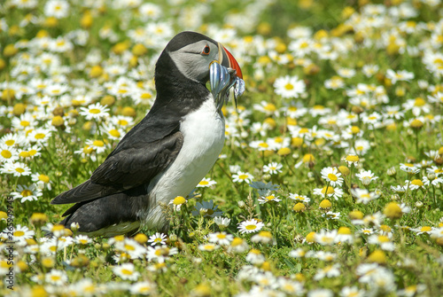 Puffin with sandeels photo