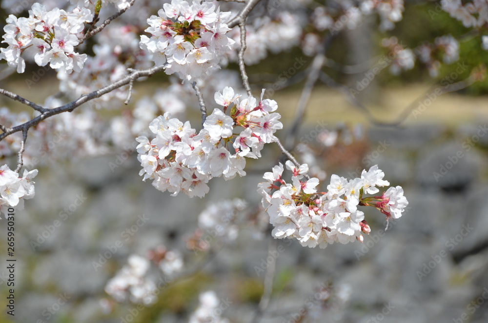 Beautiful Japanese cherry blossoms blooming in spring Beautiful Japanese cherry blossoms blooming in spring