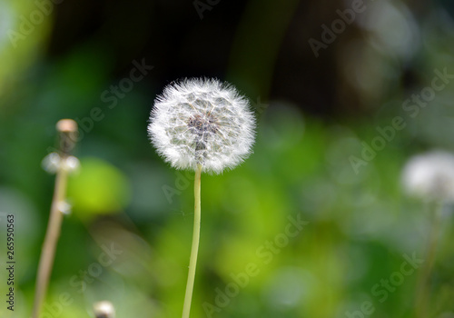 Pusteblume