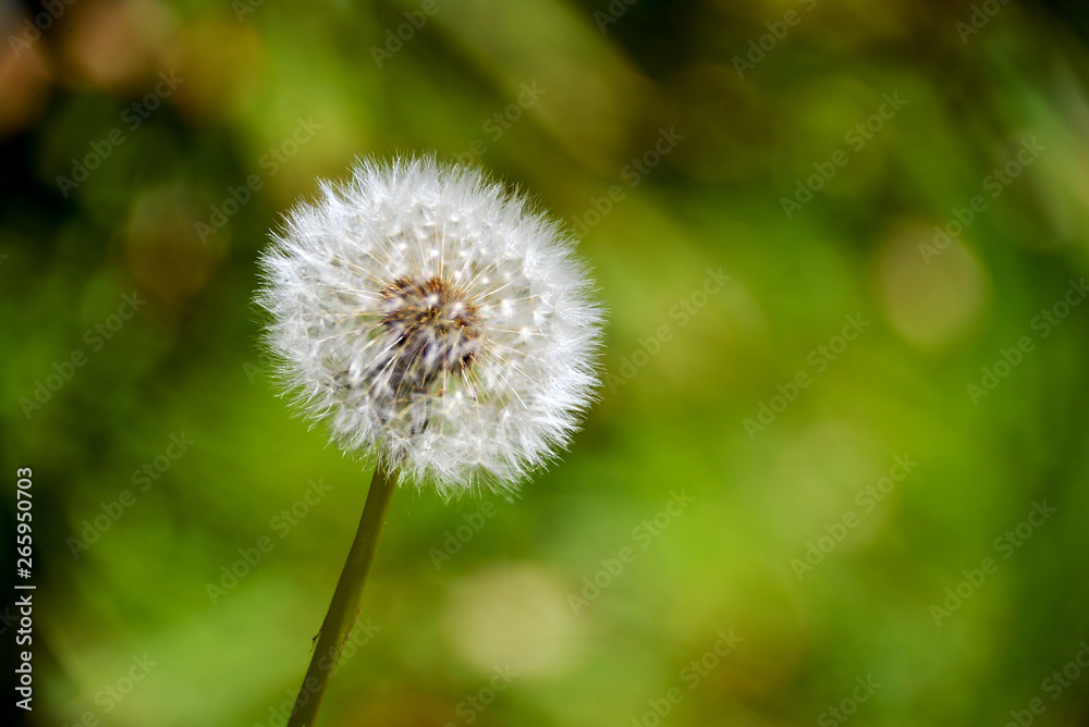 Pusteblume Pusteblume