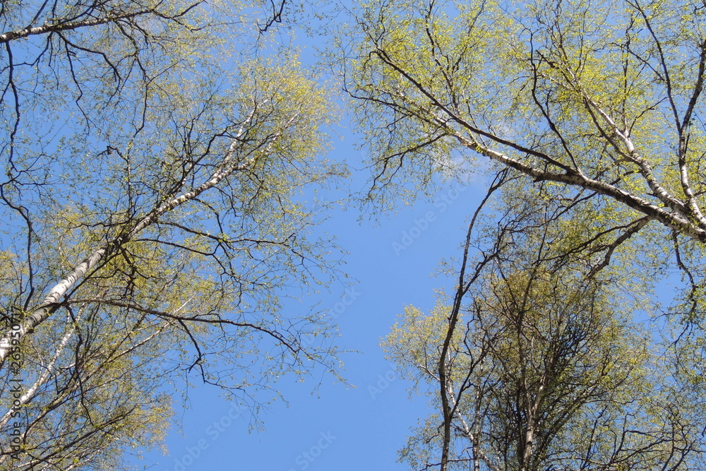 Fototapeta premium a tall slender forest.trees in the forest.