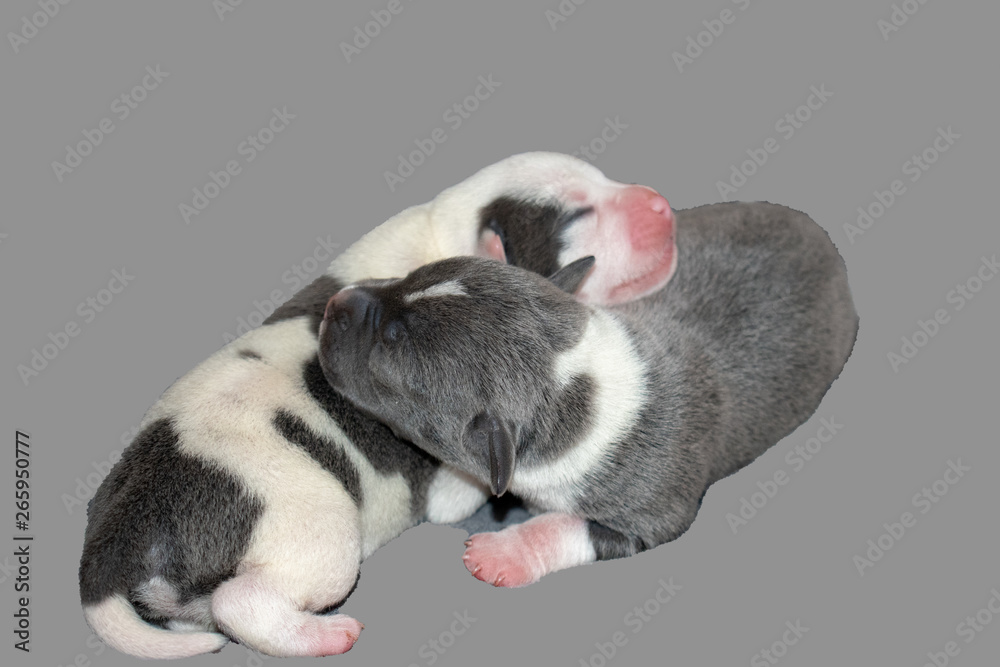 Puppy blue and white Stafffordshire bull terriers, pitbulls 4 days old