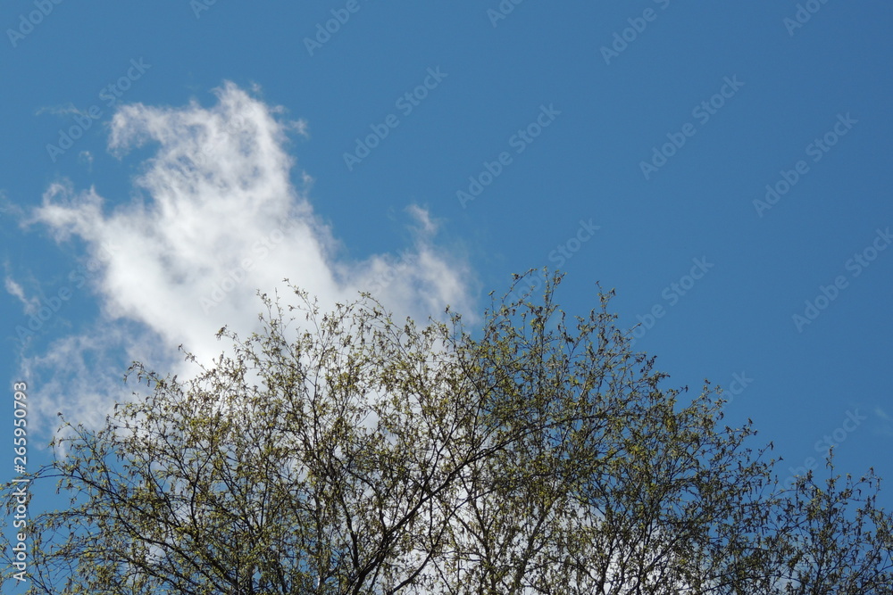 tree branches in the blue sky.blue sky . tree branches in the blue sky.blue sky .