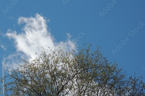 tree branches in the blue sky.blue sky .