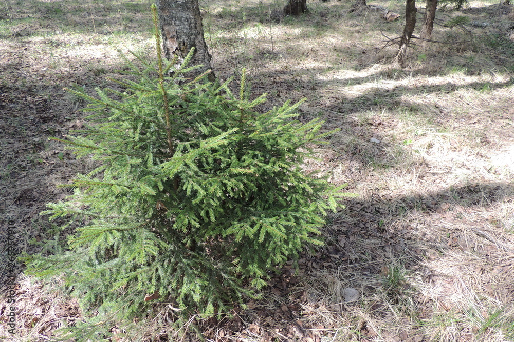 Fototapeta premium path in the forest