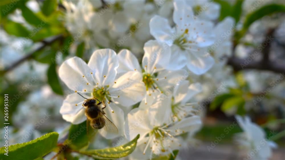 Bees collecting nectar of pollen on blooming tree flower. Springtime concept