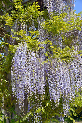 Botanischer Garten photo