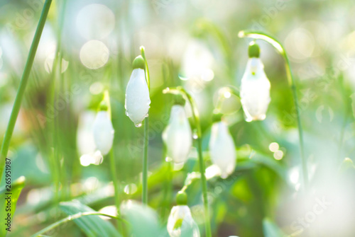 Snowdrop- spring white flower