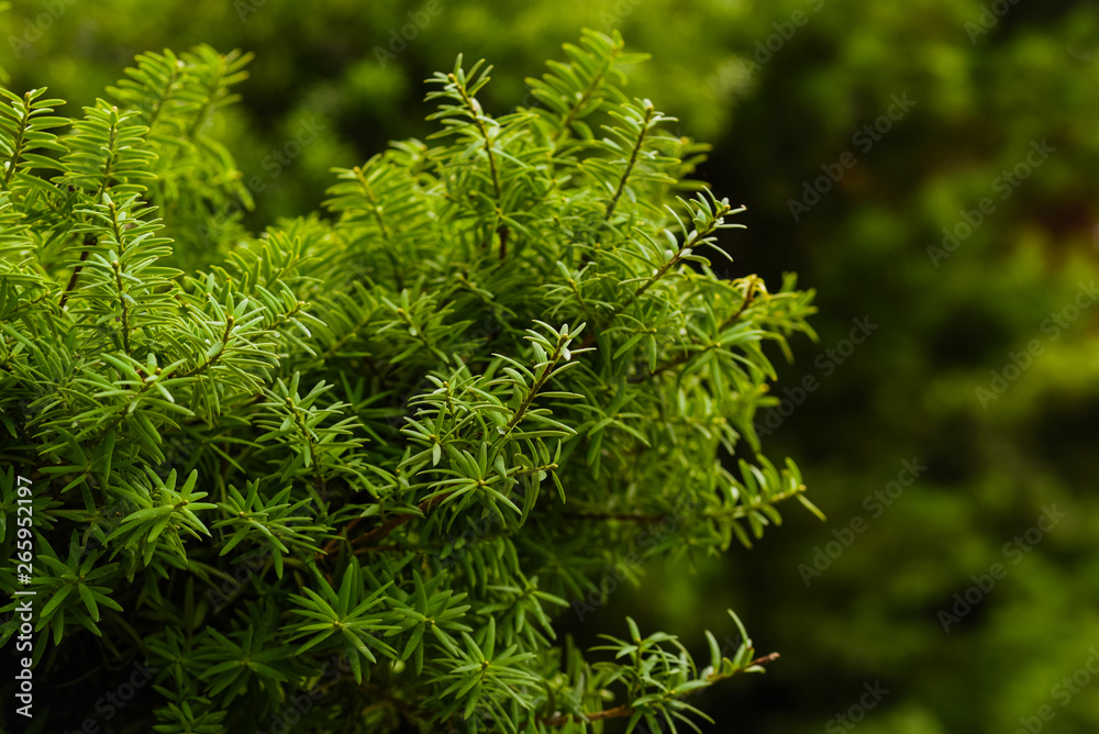 Green leaves background. Green leaves color tone dark in the morning. Tropical plant, environment, nature and plant. Toned image with copy space. Green leaves background. Green leaves color tone dark in the morning. Tropical plant, environment, nature and plant. Toned image with copy space.