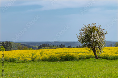 landscape with rapeseed fields