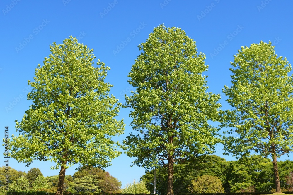 風景　新緑　爽やか　春　青空　杤木