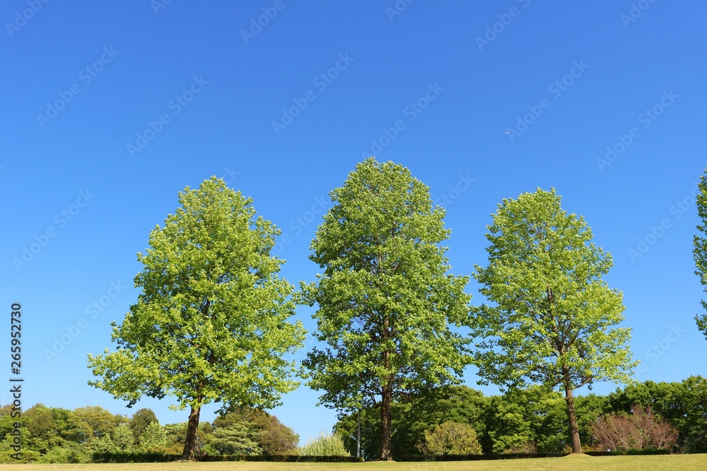 風景　新緑　爽やか　春　青空　杤木