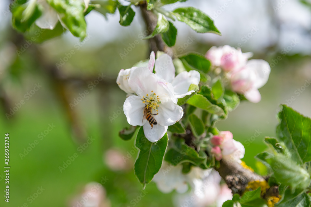 apple tree blossoms