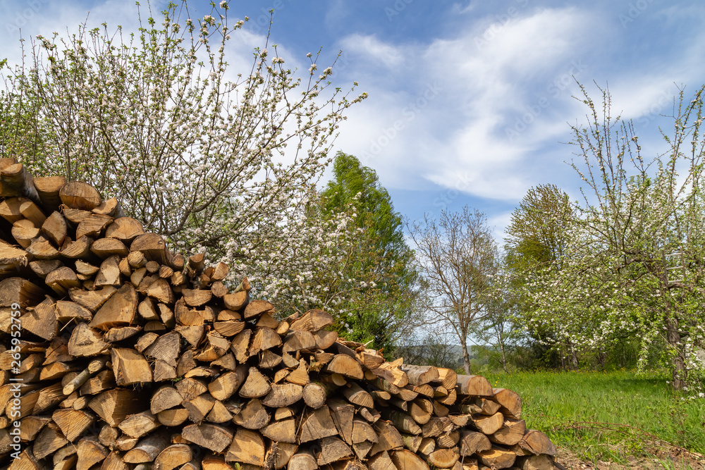 apple tree blossoms in blue sky with firewood