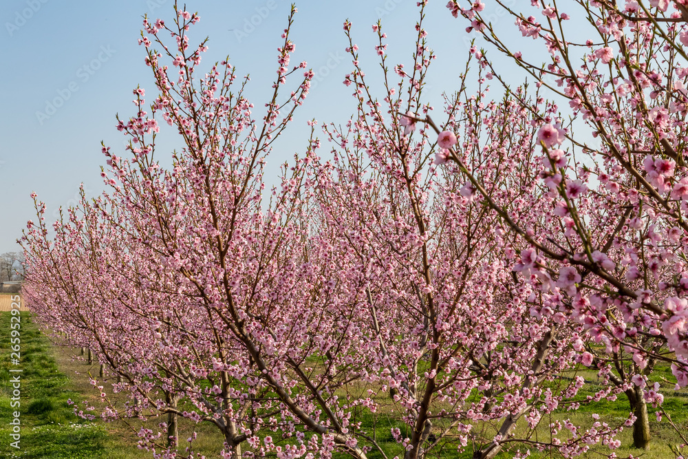 pink peach tree blossoms