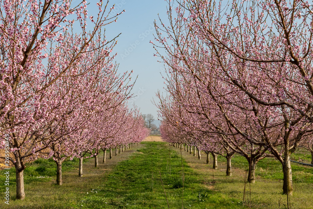 pink peach tree blossoms