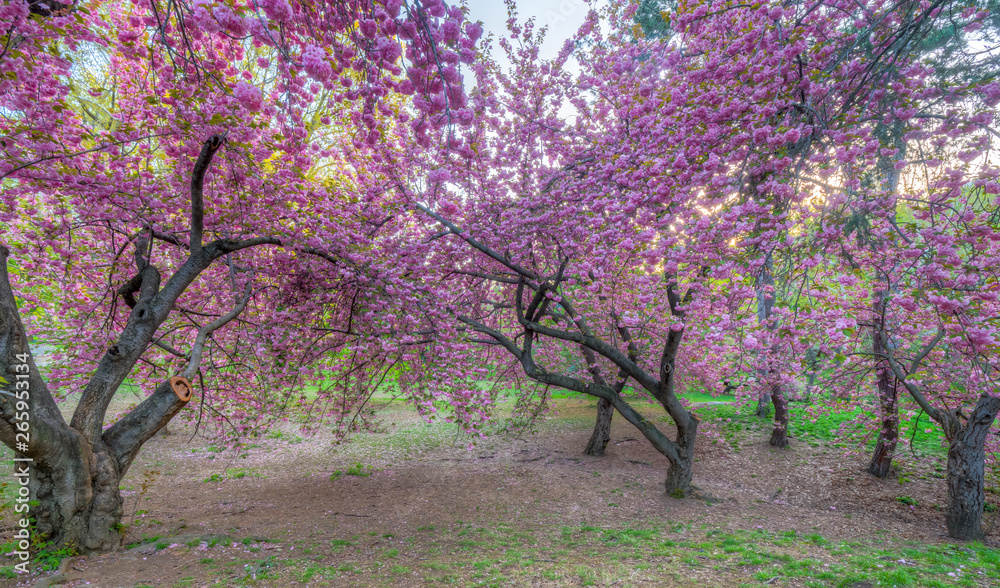 Fototapeta premium Central Park, New York City in spring